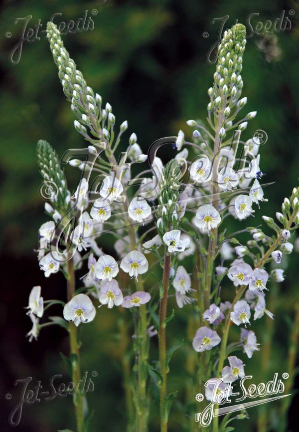 Veronica gentianoides 'Blue Streak' Veronica gentianoides 'Blue Streak'