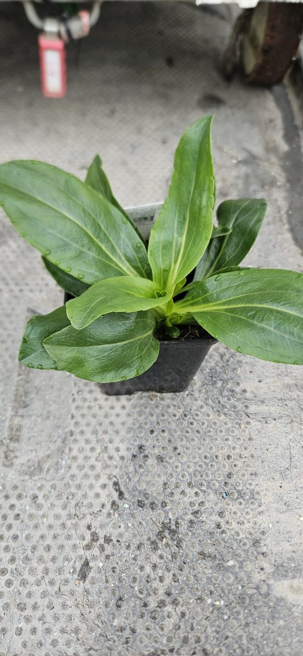 Veronica gentianoides 'Blue Streak' 2 Veronica gentianoides 'Blue Streak'