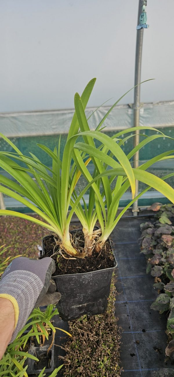 Agapanthus 'Best in Show'
