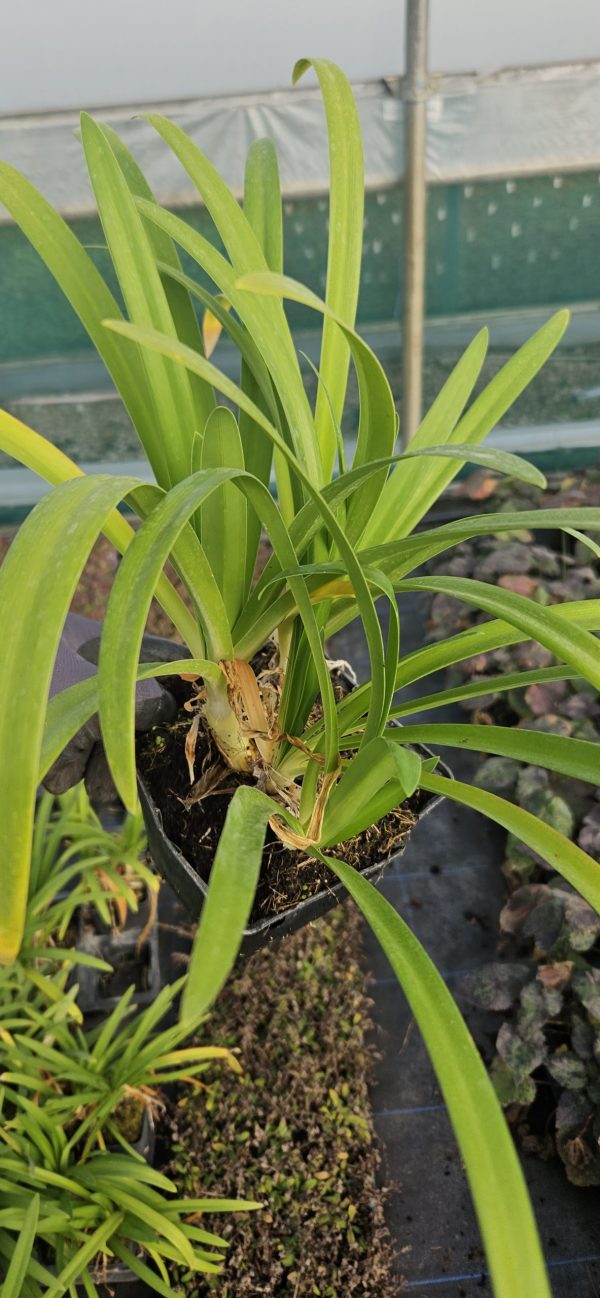 Agapanthus 'Best in Show'