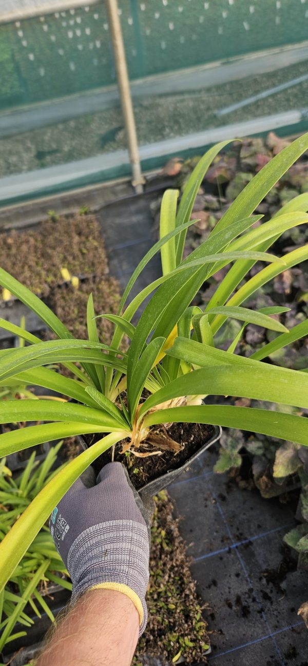 Agapanthus 'Best in Show'