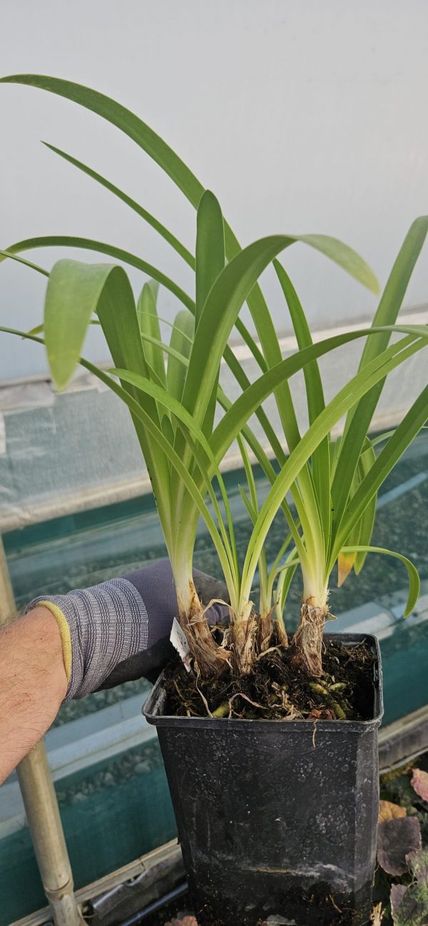 Agapanthus 'Darkest of All'