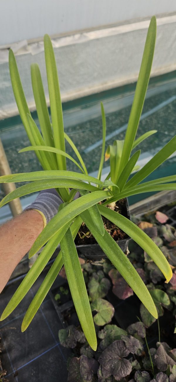 Agapanthus 'Darkest of All'