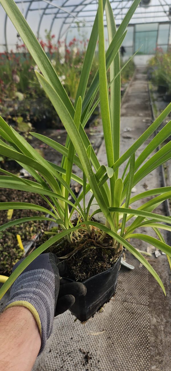 Agapanthus 'Jack's Blue'