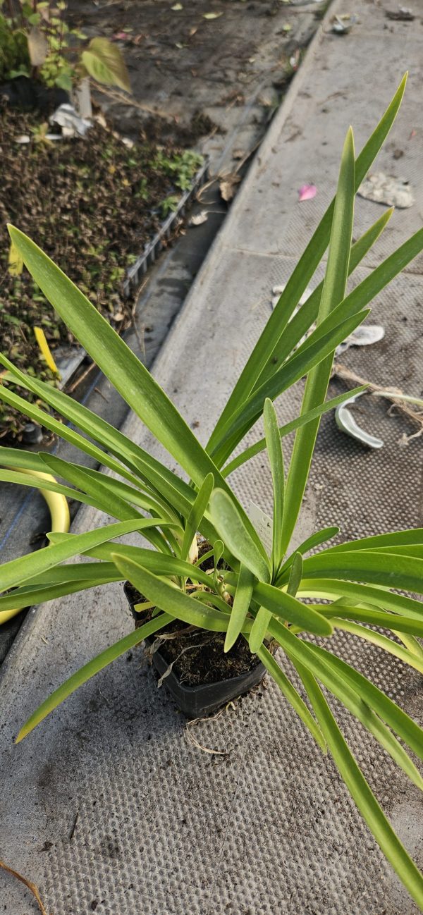Agapanthus 'Jack's Blue'
