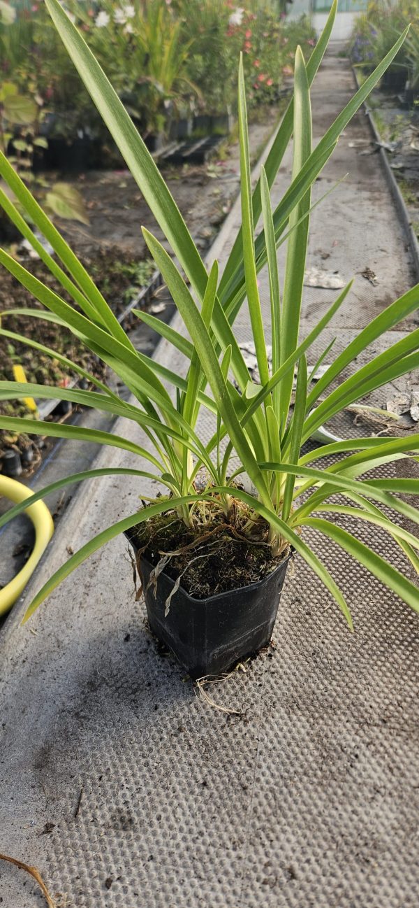 Agapanthus 'Jack's Blue'