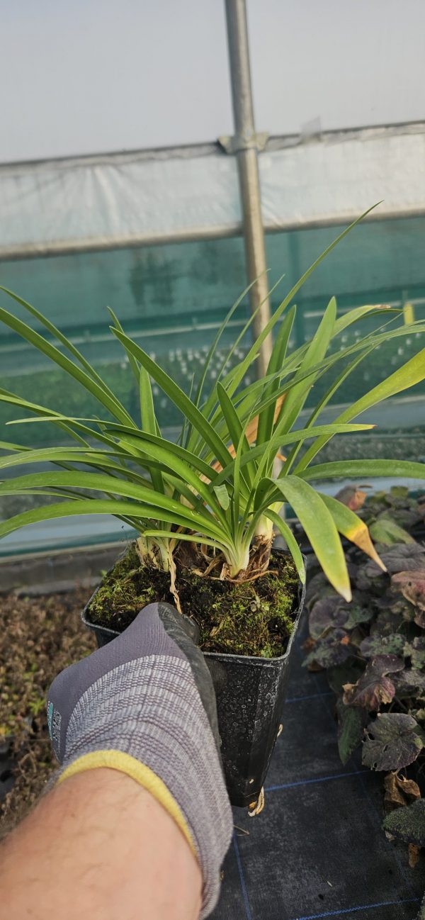 Agapanthus 'Purple Heart'