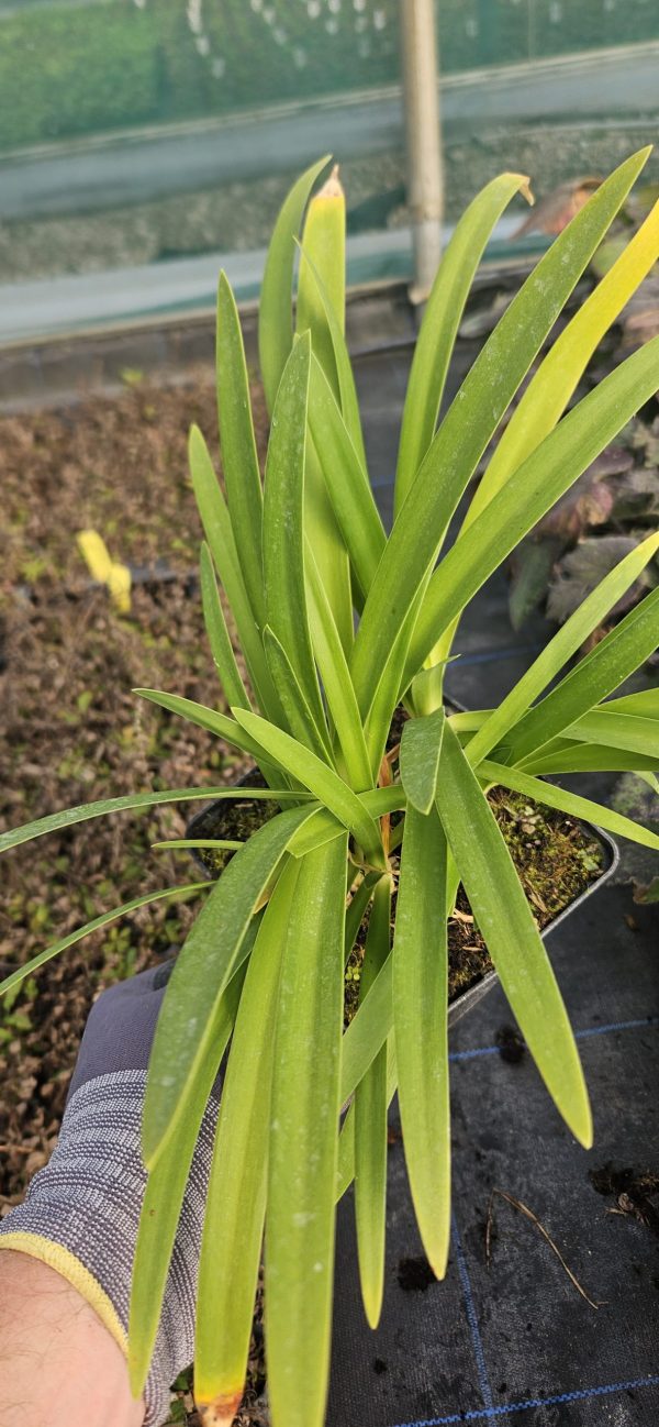 Agapanthus 'Purple Heart'