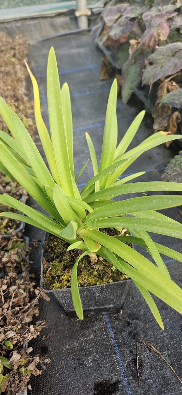 Agapanthus 'Purple Heart'