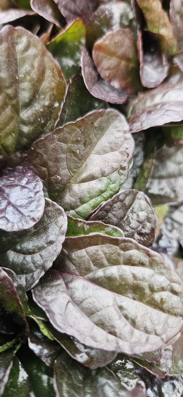 Ajuga reptans 'Atropurpurea' Ajuga reptans 'Atropurpurea'