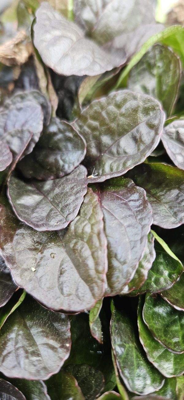 Ajuga reptans 'Atropurpurea'2 Ajuga reptans 'Atropurpurea'