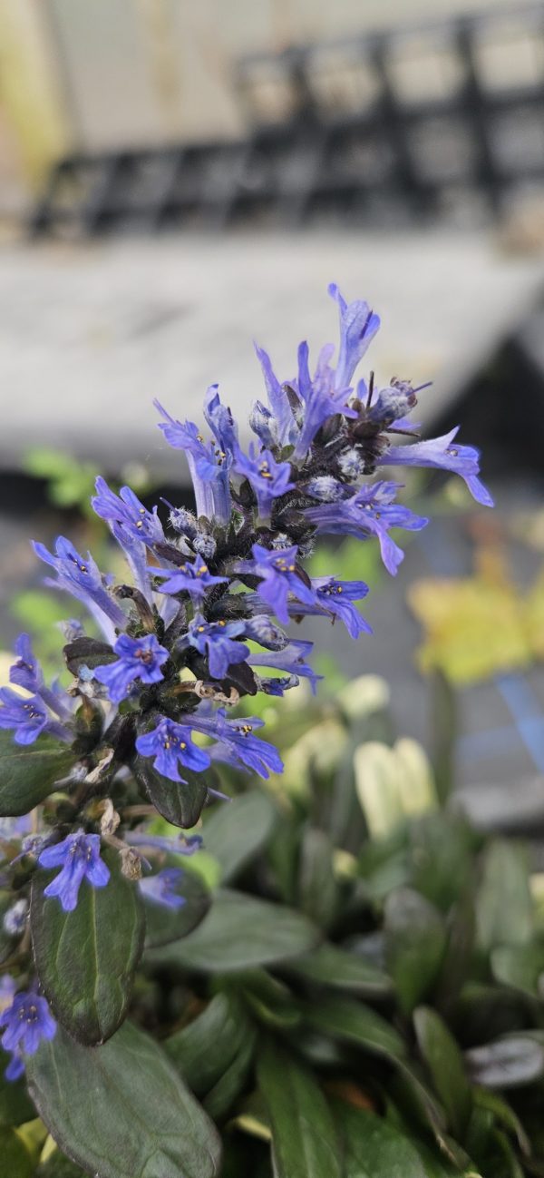 Ajuga reptans 'Blueberry Muffin'