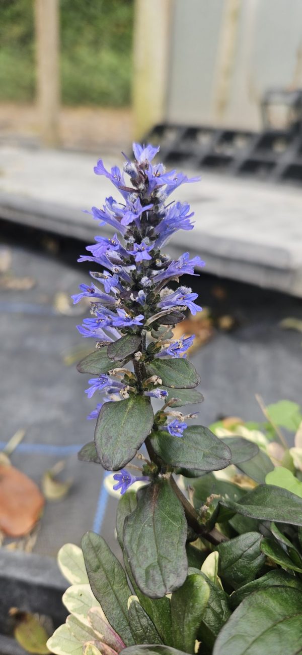 Ajuga reptans 'Blueberry Muffin'