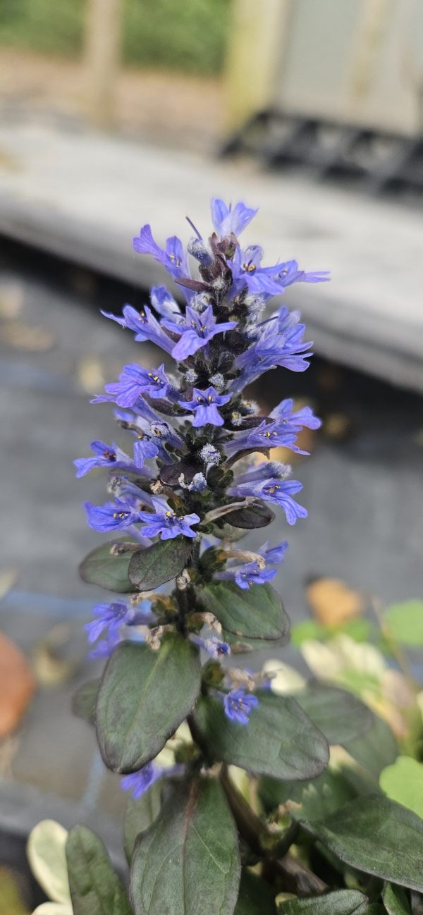 Ajuga reptans 'Blueberry Muffin'