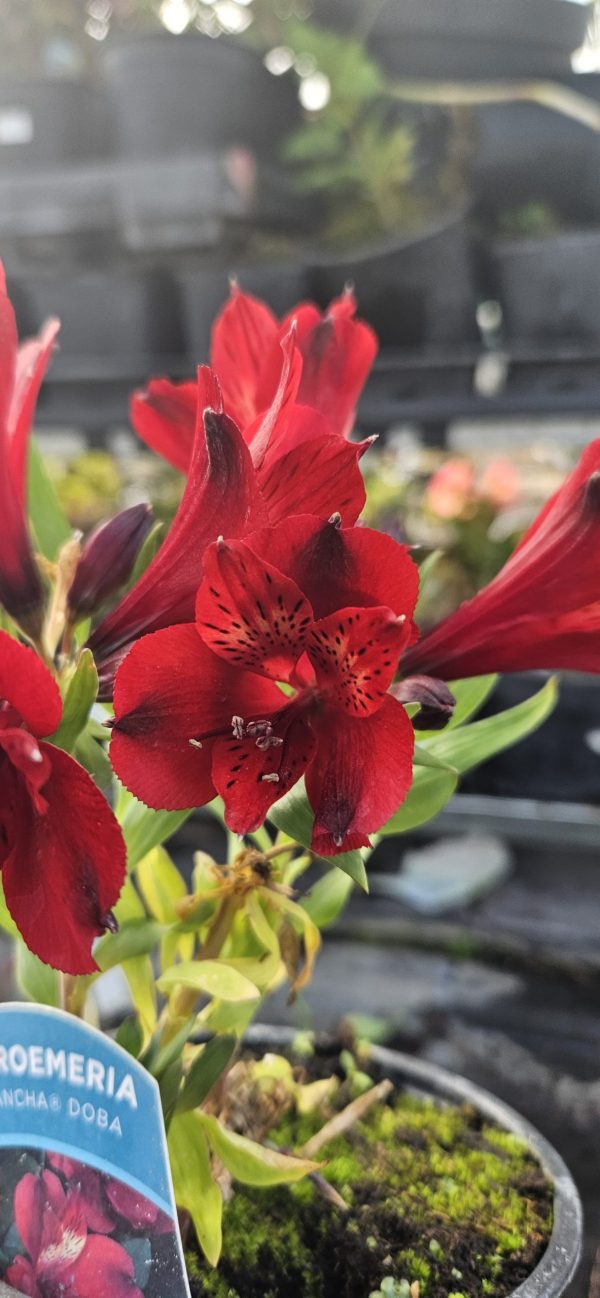 Alstroemeria Inticancha 'Doba' Alstroemeria Inticancha 'Doba'