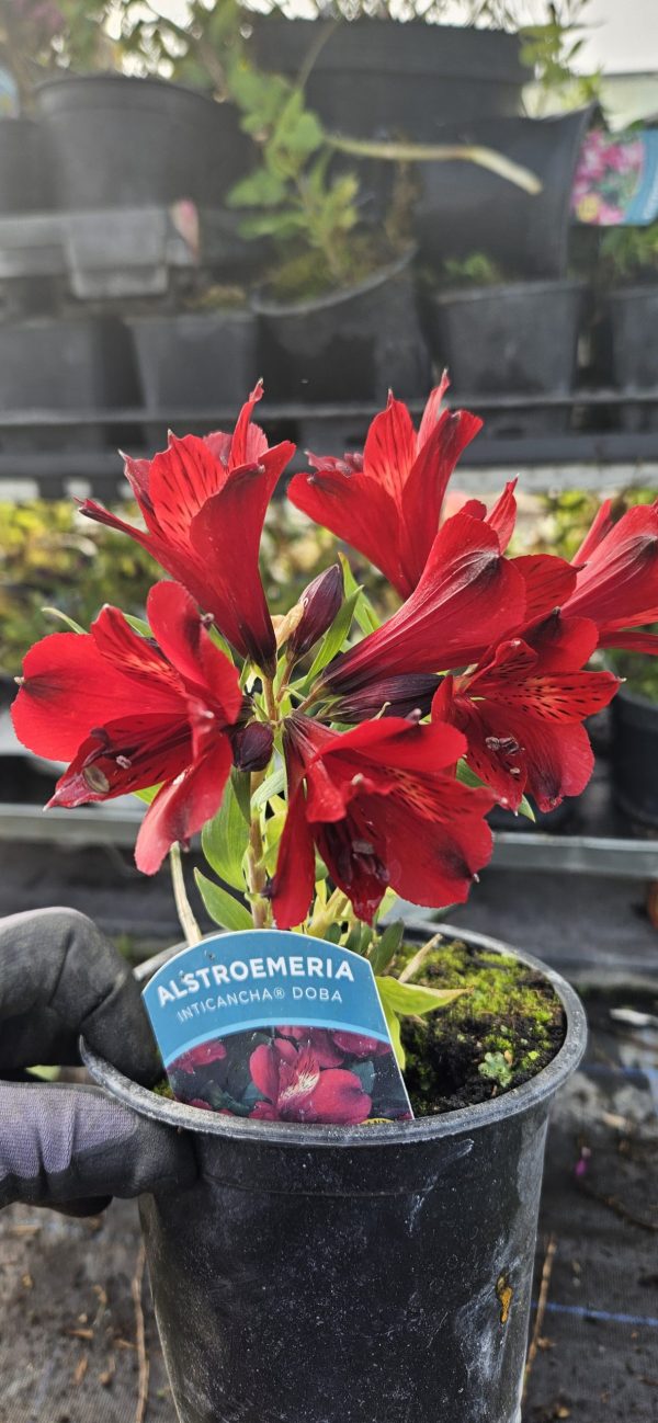 Alstroemeria Inticancha 'Doba'2 Alstroemeria Inticancha 'Doba'