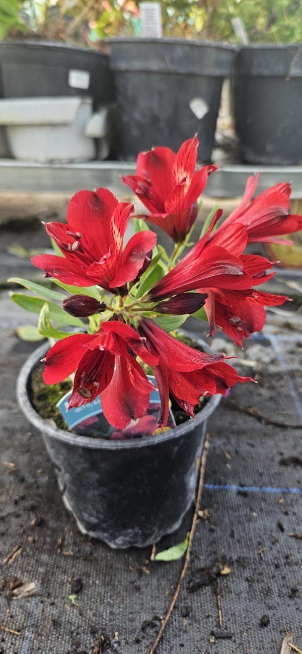 Alstroemeria Inticancha 'Doba'3 Alstroemeria Inticancha 'Doba'