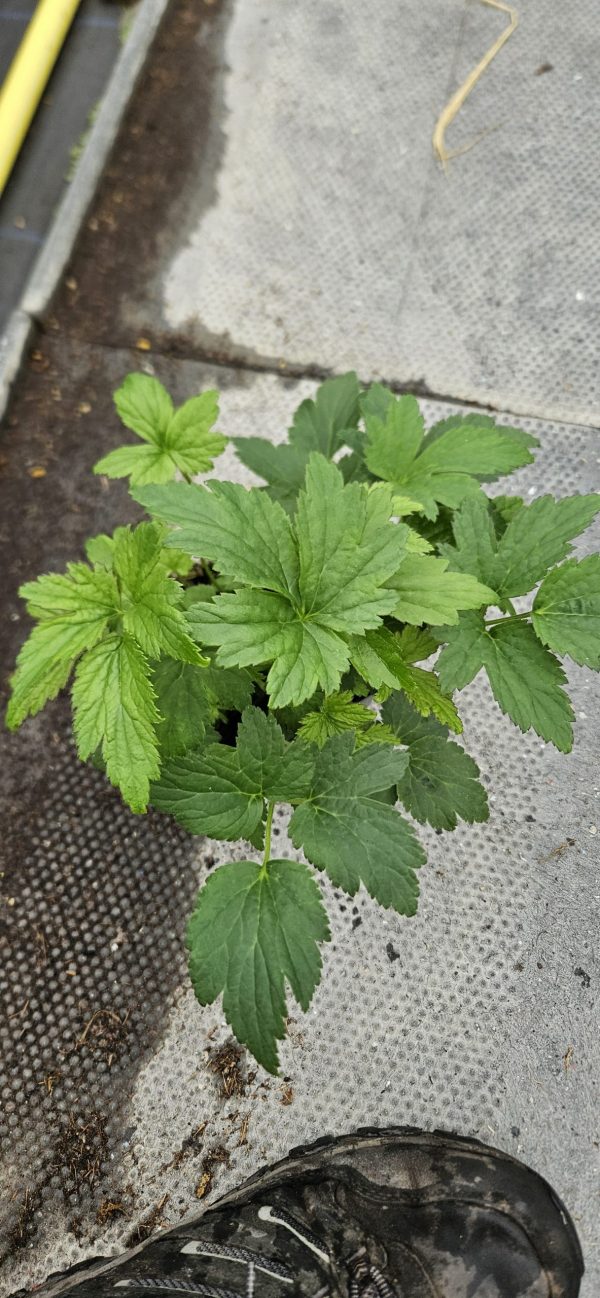 Anemone 'Cinderella' Anemone 'Cinderella'