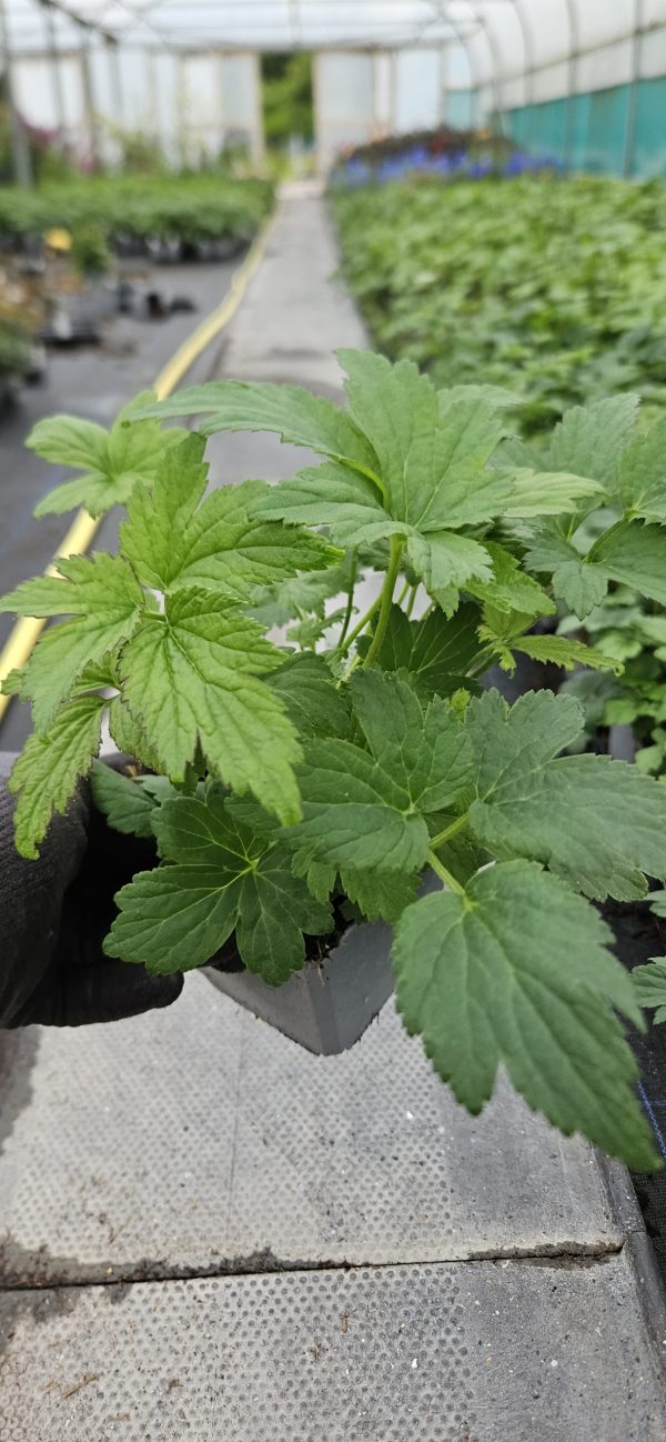 Anemone 'Cinderella'2 Anemone 'Cinderella'