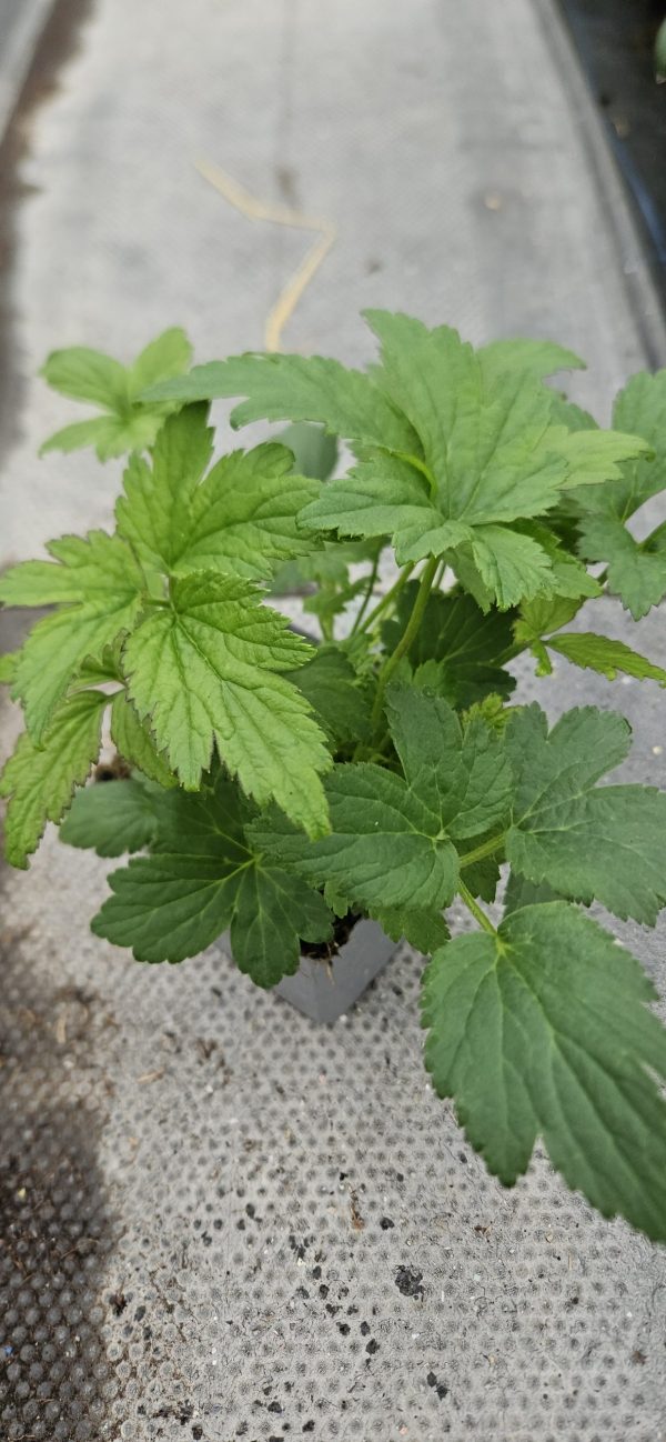 Anemone 'Cinderella'3 Anemone 'Cinderella'