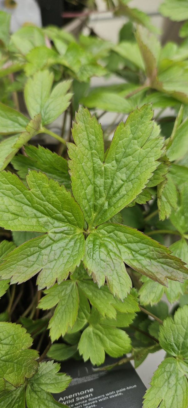 Anemone 'Elfin Swan' Anemone 'Elfin Swan'