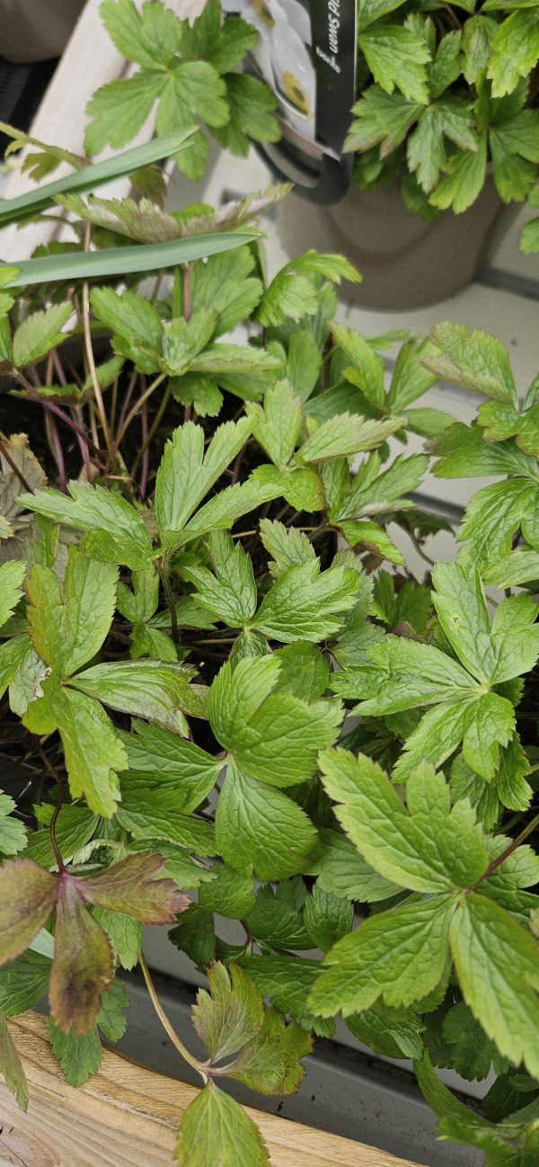 Anemone 'Elfin Swan'2 Anemone 'Elfin Swan'