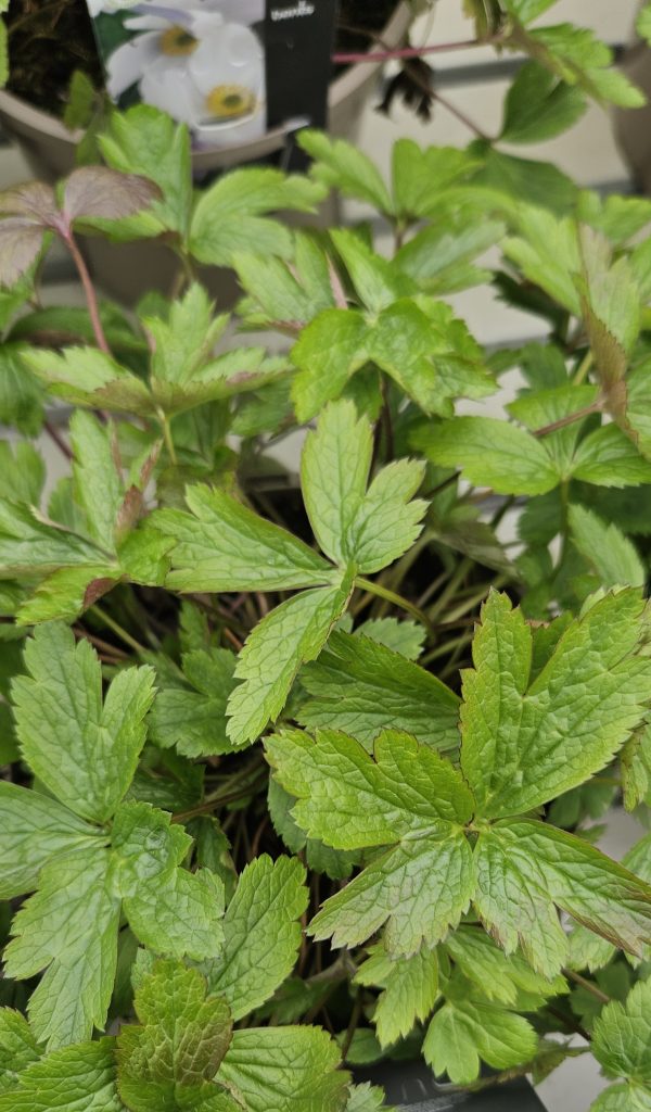 Anemone 'Elfin Swan'3 Anemone 'Elfin Swan'