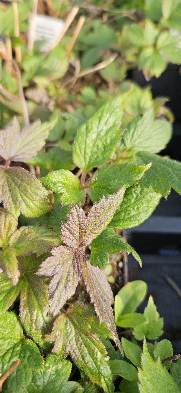 Anemone 'Fall in love Sweetly' Anemone 'Fall in love Sweetly'