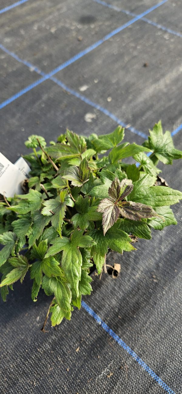 Anemone 'Fall in love Sweetly'2 Anemone 'Fall in love Sweetly'