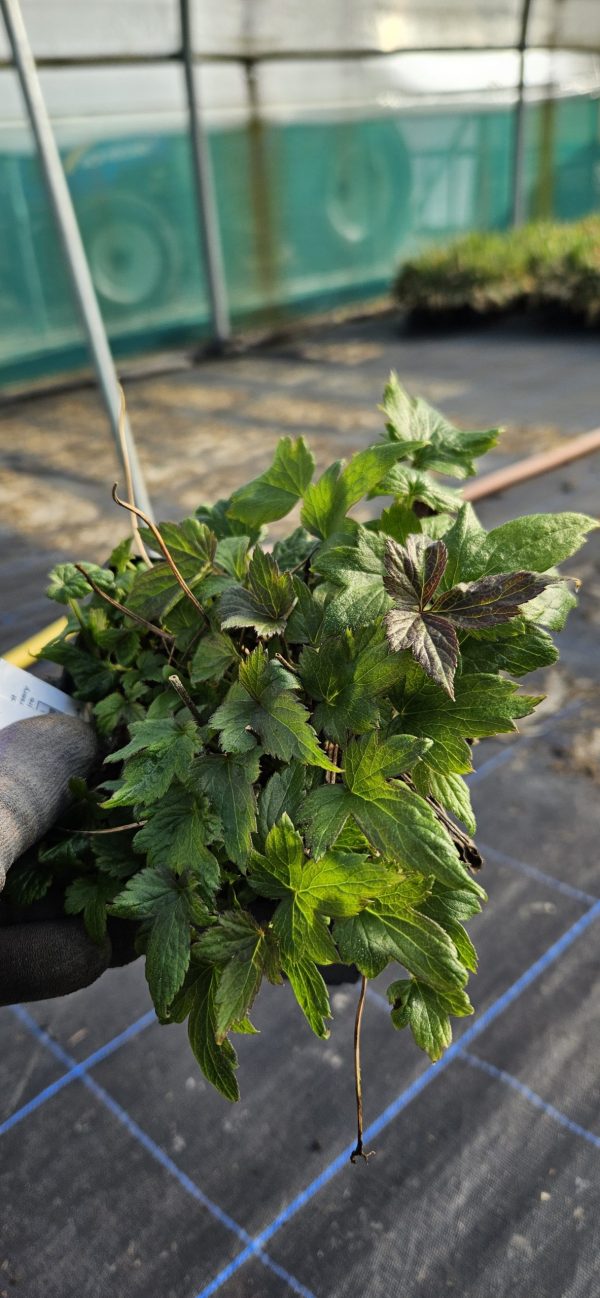 Anemone 'Fall in love Sweetly'3 Anemone 'Fall in love Sweetly'
