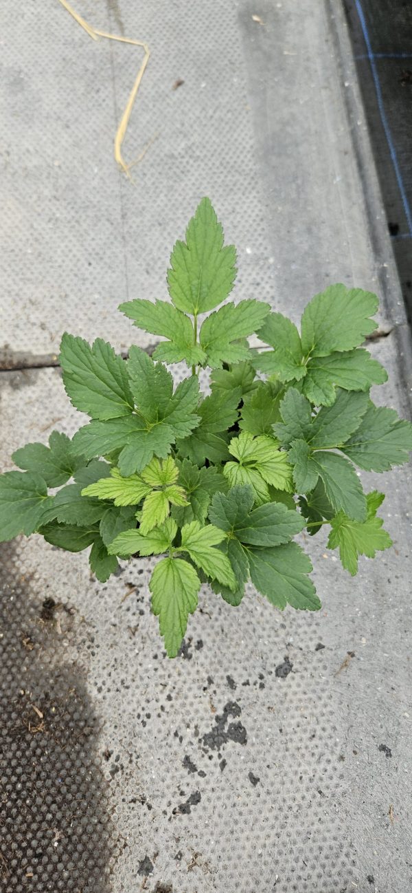 Anemone 'Jasmine' Anemone 'Jasmine'