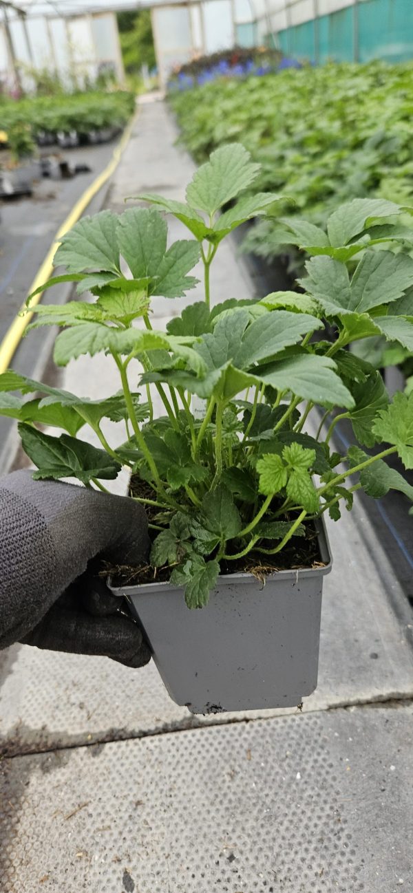 Anemone 'Jasmine'2 Anemone 'Jasmine'