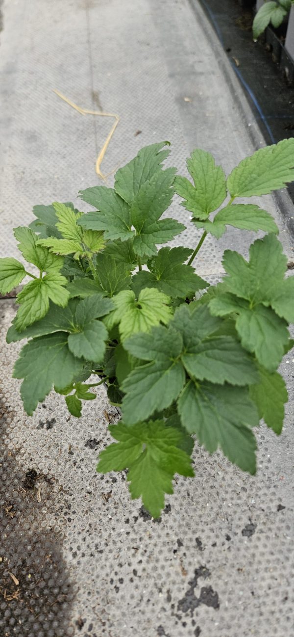 Anemone 'Jasmine'3 Anemone 'Jasmine'