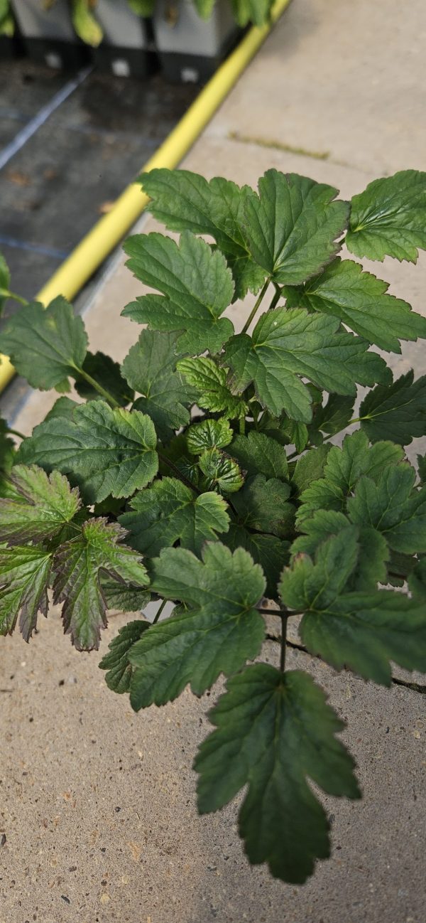 Anemone 'Red Riding Hood'3 Anemone 'Red Riding Hood'