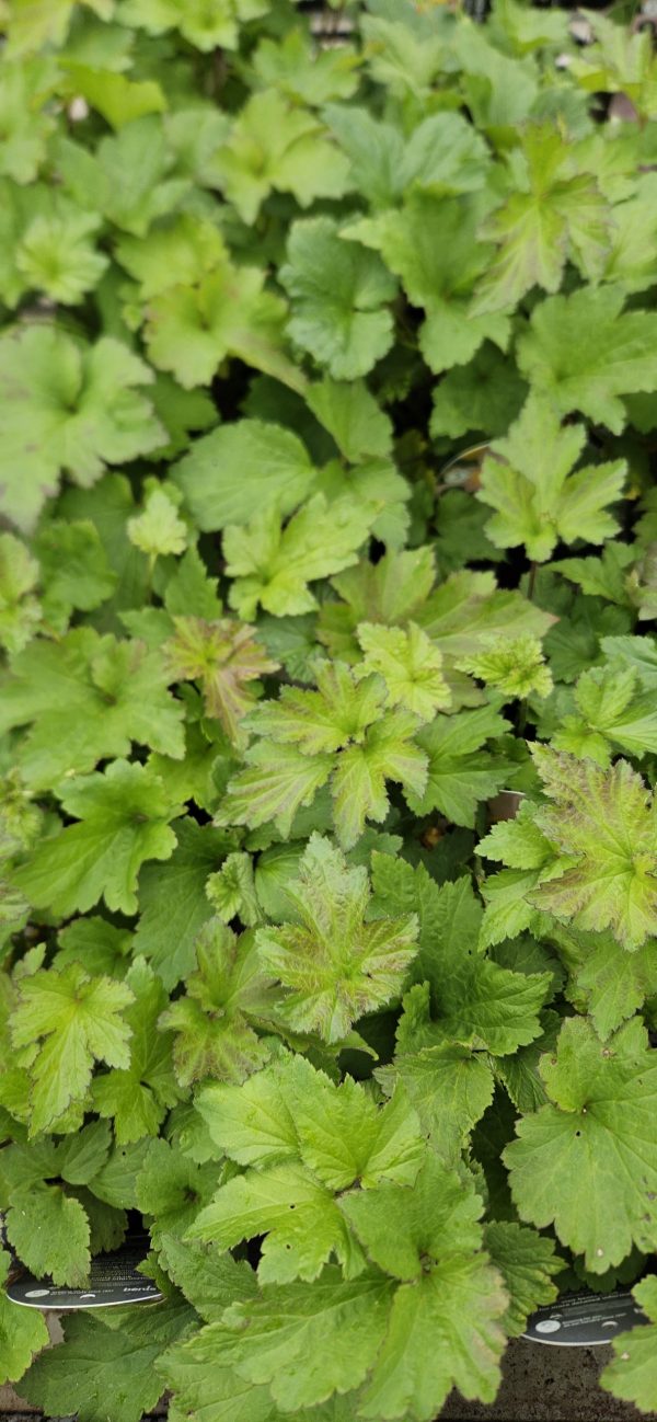 Anemone 'September Charm'