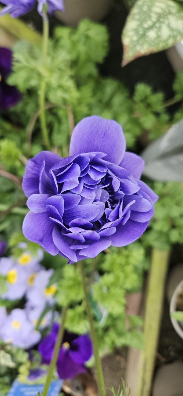 Anemone coronaria 'Harmony Double Blue'