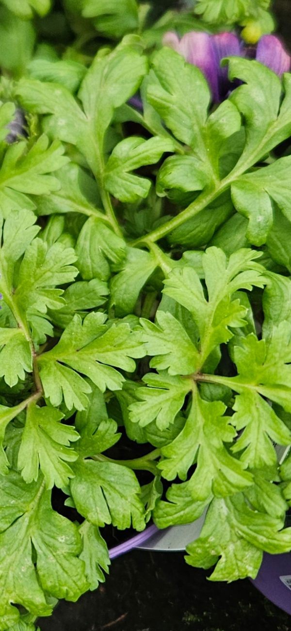 Anemone coronaria 'Harmony Double Pink'