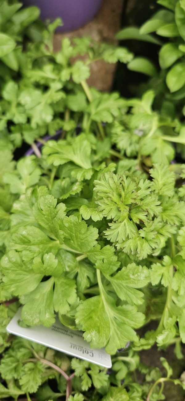 Anemone coronaria 'Harmony Double Pink'