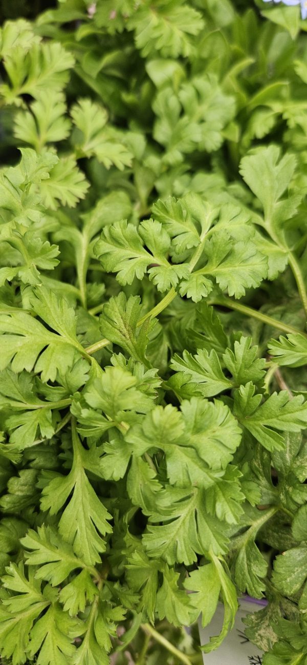 Anemone coronaria 'Harmony Double Rose'