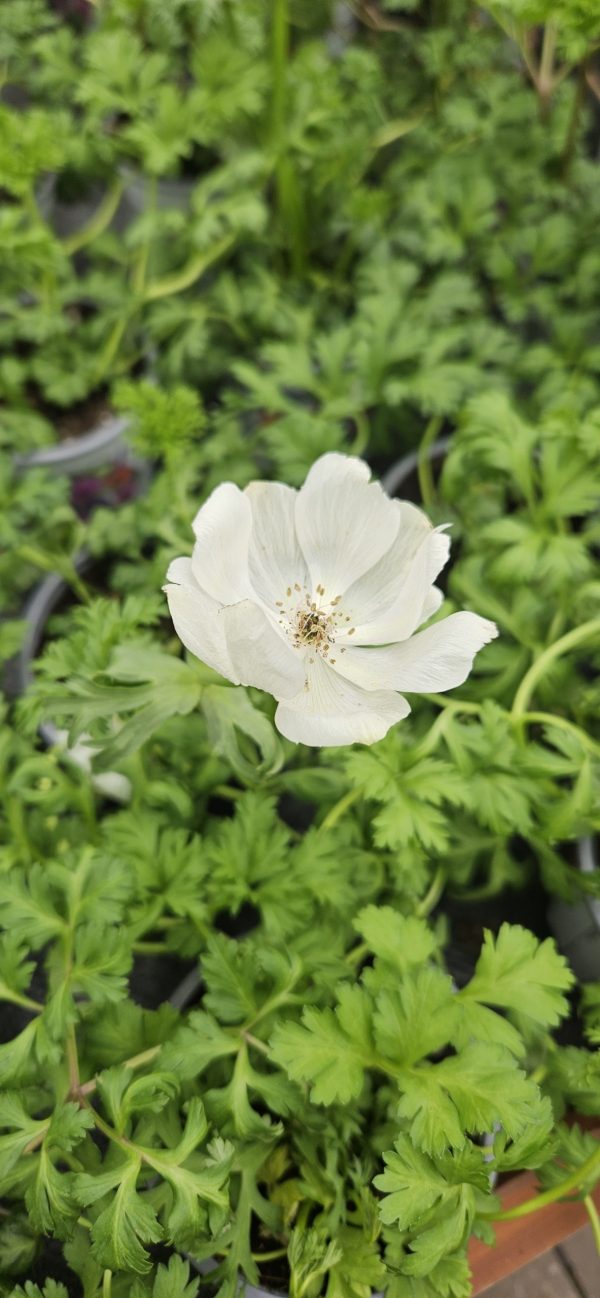 Anemone coronaria 'Harmony White'