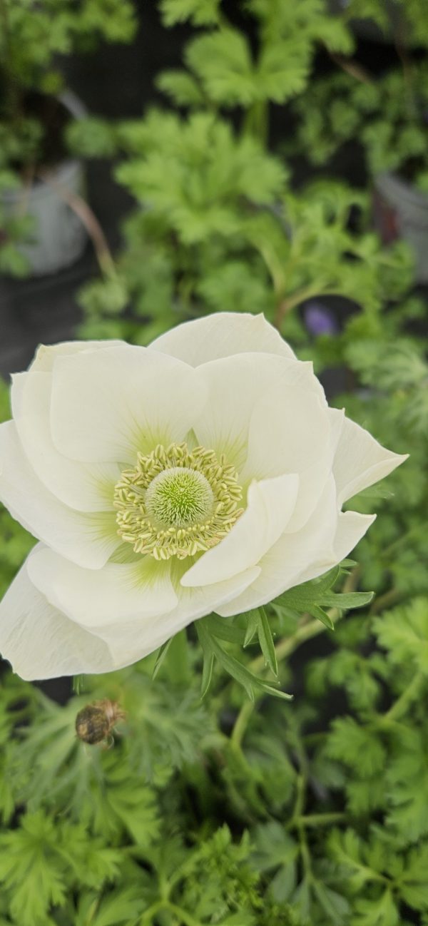 Anemone coronaria 'Harmony White'