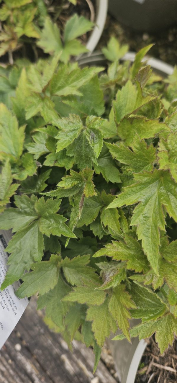 Anemone hupehensis var. japonica 'Prinz Heinrich' Anemone hupehensis var. japonica 'Prinz Heinrich'