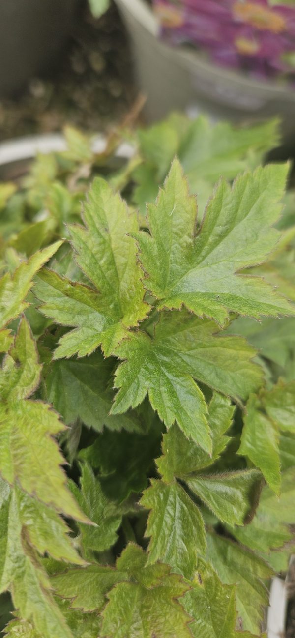 Anemone hupehensis var. japonica 'Prinz Heinrich'2 Anemone hupehensis var. japonica 'Prinz Heinrich'