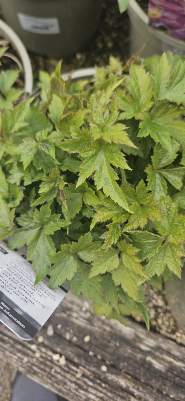 Anemone hupehensis var. japonica 'Prinz Heinrich'3 Anemone hupehensis var. japonica 'Prinz Heinrich'