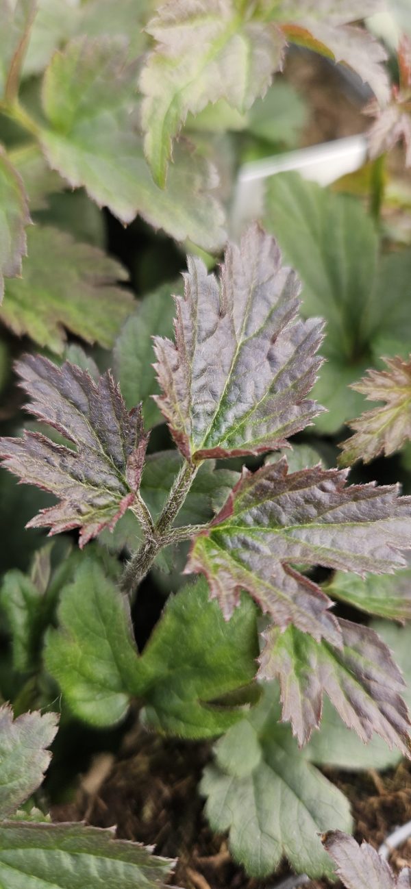 Anemone hupehensis ‘Emmy Deep Rose’