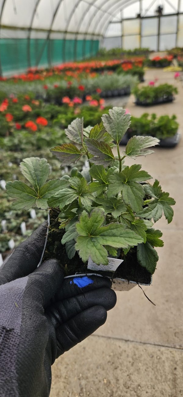 Anemone hupehensis ‘Emmy Deep Rose’