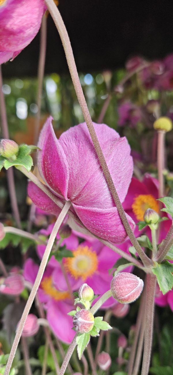 Anemone hupenhensis 'Praecox' Anemone hupenhensis 'Praecox'