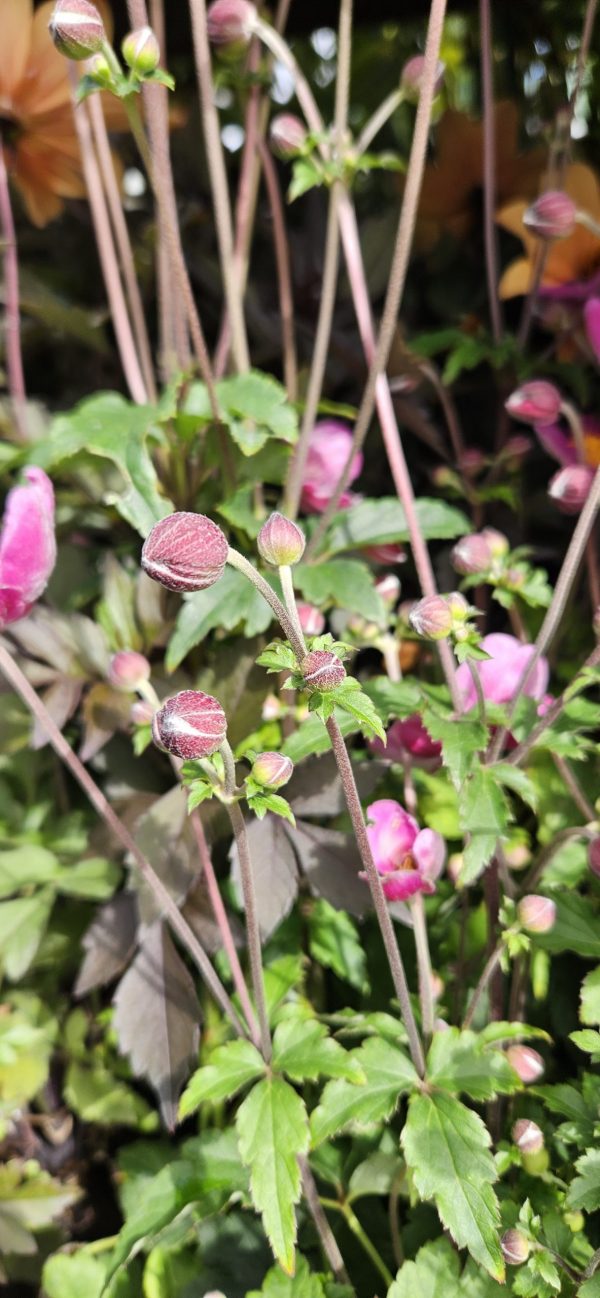 Anemone hupenhensis 'Praecox'2 Anemone hupenhensis 'Praecox'