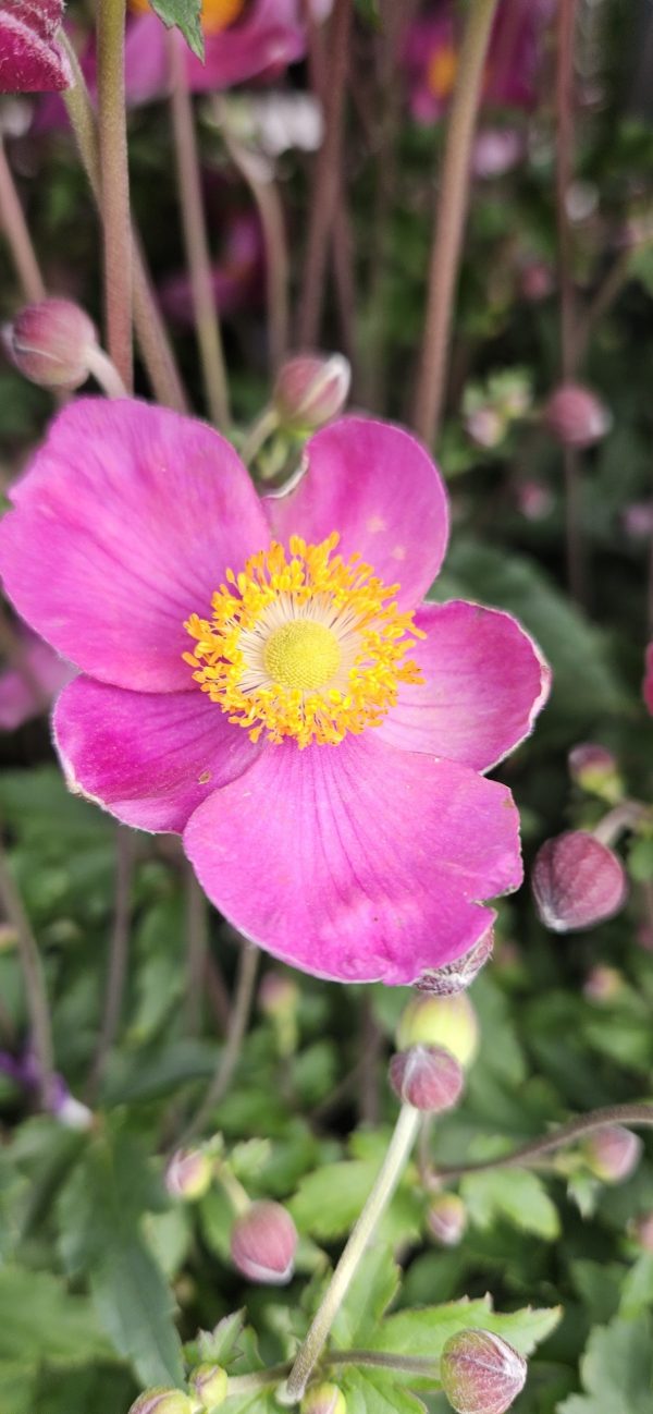 Anemone hupenhensis 'Praecox'3 Anemone hupenhensis 'Praecox'