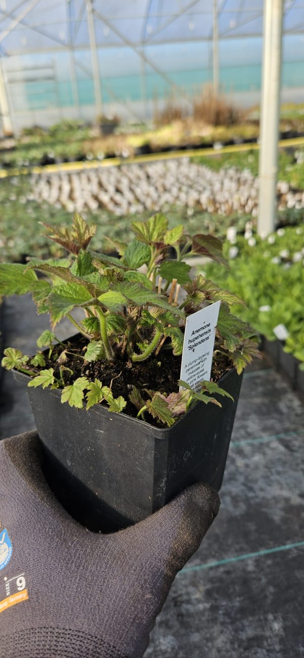Anemone hupenhensis 'Splendens' Anemone hupenhensis 'Splendens'
